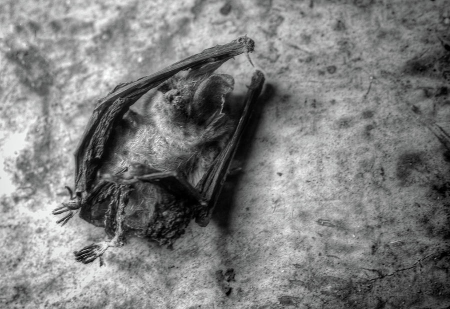 The Bat Photograph by Jeffrey Platt