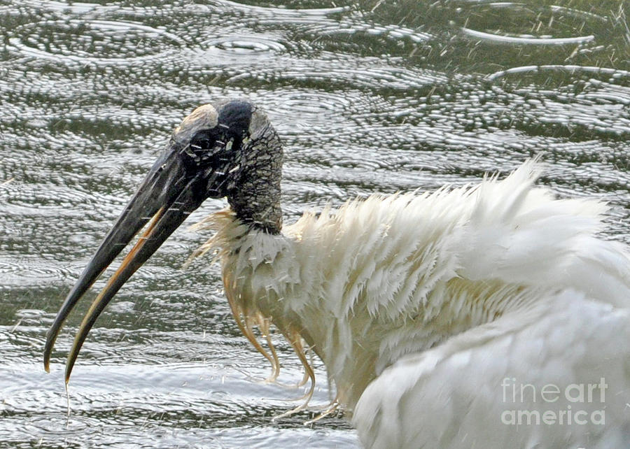The Bathing Wood Stork 2 Photograph by Lydia Holly