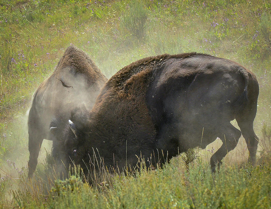 The Battle Photograph by Dan Kinghorn Pixels