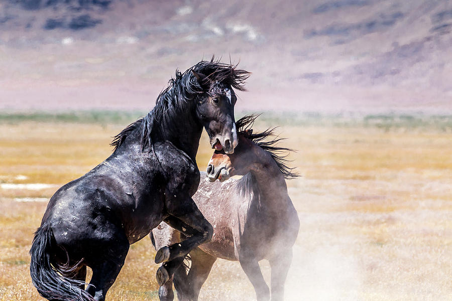 The Battle of the Wild Stallions Photograph by Scott Law