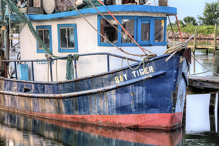 The Bay Tiger Photograph by JC Findley
