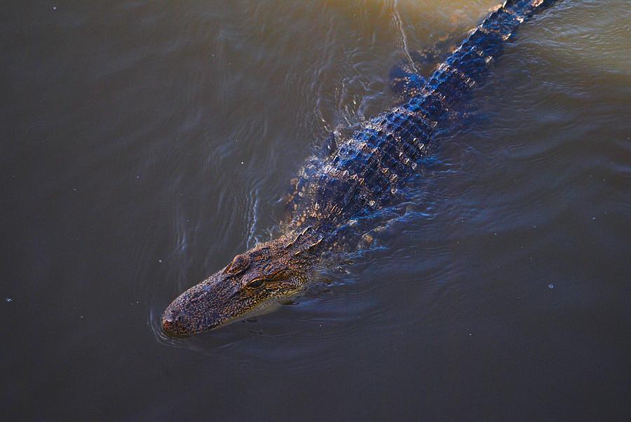 The Bayou's Best Photograph by Jackson ElRite Fine Art America