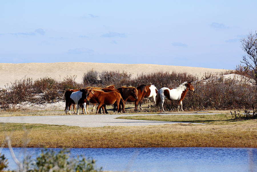The Beach Herd Photograph by Ann Keisling The Beach Herd Photograph by Ann Keisling