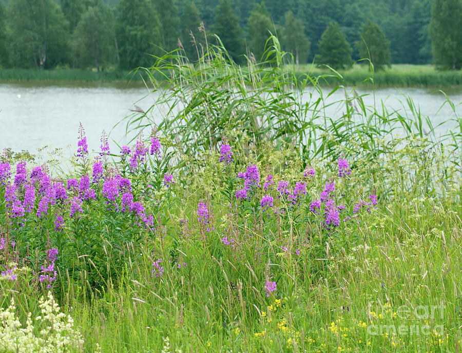 Summer Photograph - The beach meadow by Esko Lindell