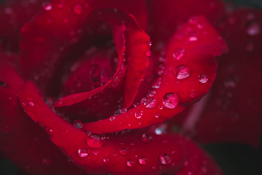 The Beaded Rose Photograph by RJ Hill - Fine Art America