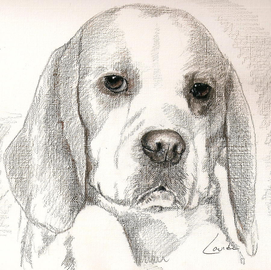 The Beagle Drawing by Janet Lavida - Fine Art America