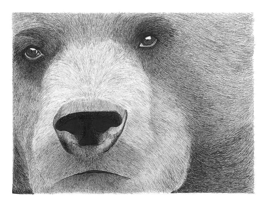 The bear Drawing by Keith Capstick - Fine Art America