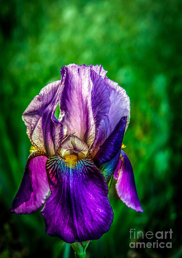 The Bearded Iris Photograph by Robert Bales