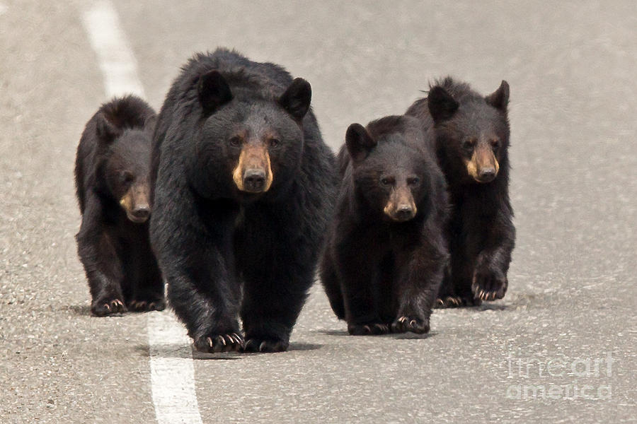 The Bears Are Coming Photograph by Natural Focal Point Photography
