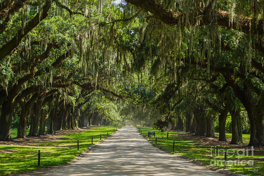 The Beautiful Avenue Of Oaks Photograph by Jennifer White