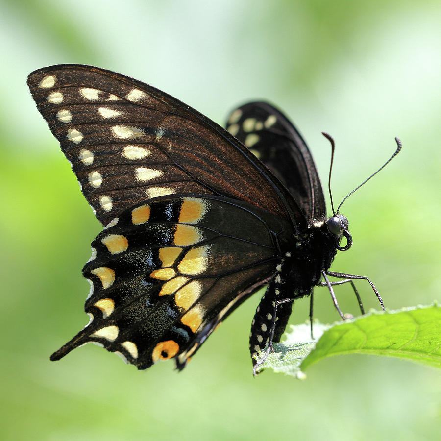 The Beautiful Black Swallowtail Photograph by Doris Potter