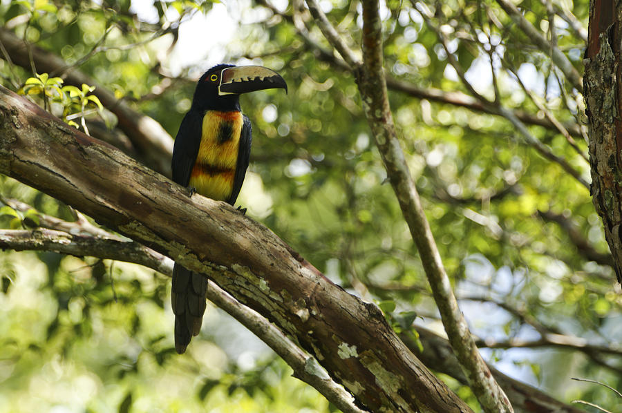The Beautiful Collared Aracari Photograph by Brian Kamprath