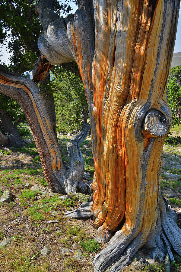 The Beautiful Color of Bristlecone Pines on Mt. Goliath Photograph by Ray Mathis