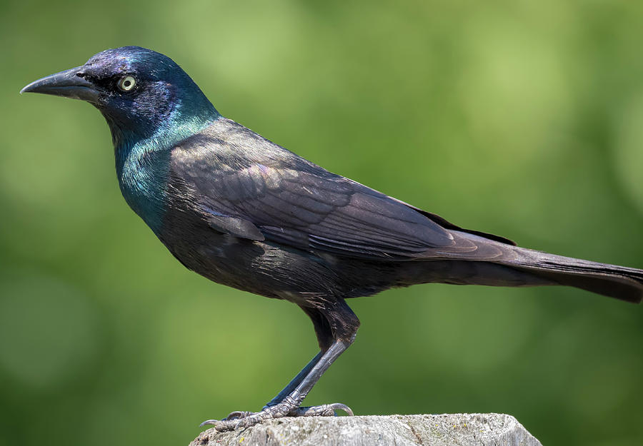 The Beautiful Common Grackle by Ricky L Jones The Beautiful Common Grackle by Ricky L Jones