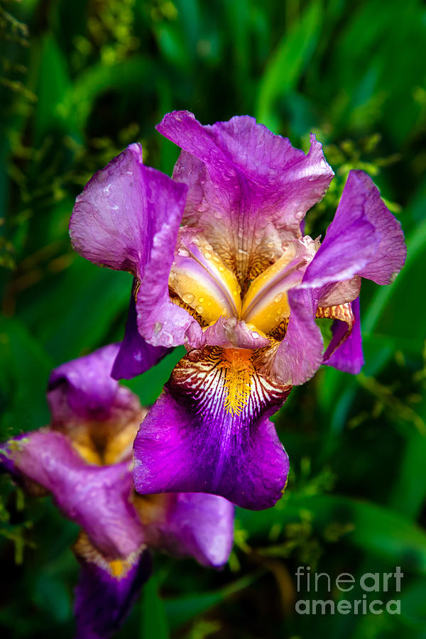 The Beautiful Iris Photograph by Robert Bales