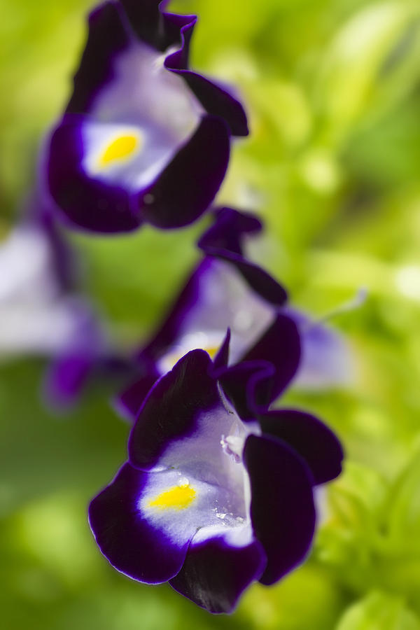 Whats Wrong with being a Pansy? Photograph by Roberto Aloi