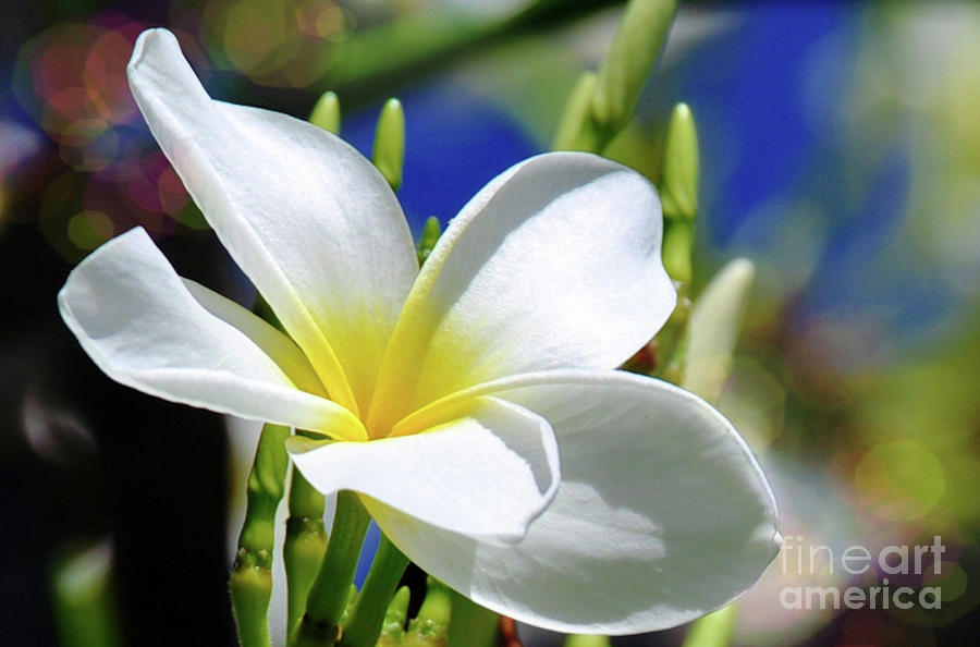 The Beautiful Plumeria  Photograph by Elaine Manley