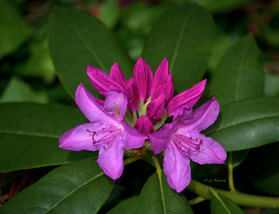 The Beautiful Rhododendron Photograph by Jeanette C Landstrom