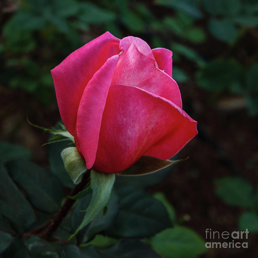 The Beautiful Rose Bud Photograph by Robert Bales