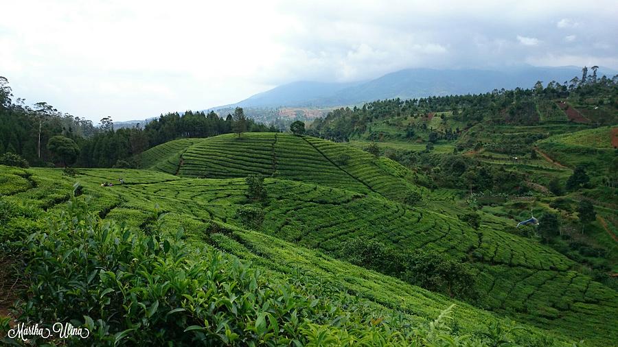 The Beautiful Tea Farm Hills Photograph by Martha Ulina Sitanggang ...