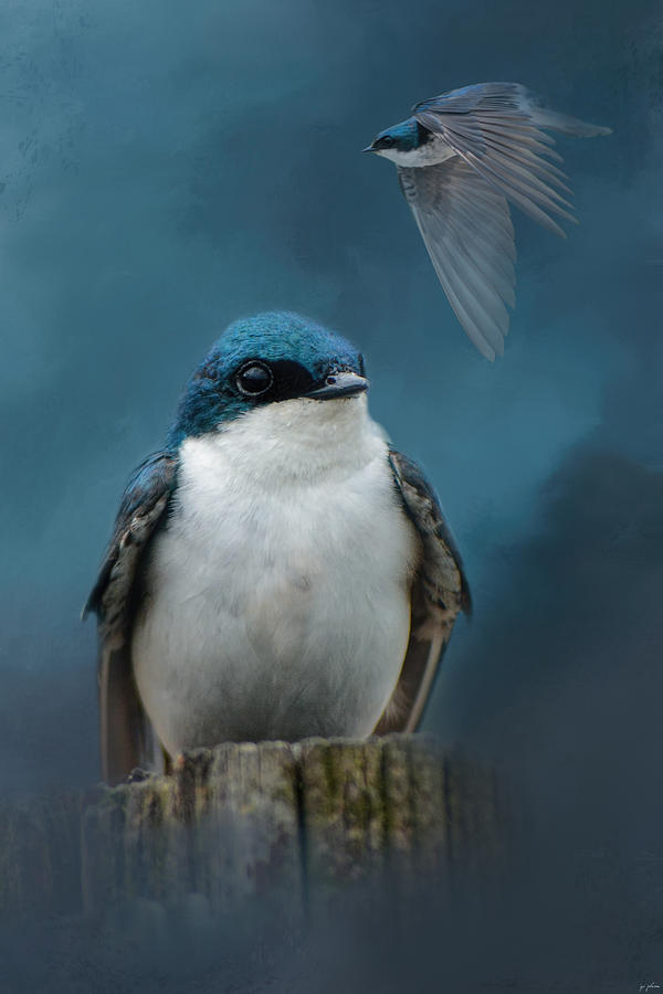 Bird Photograph - The Beautiful Tree Swallow by Jai Johnson