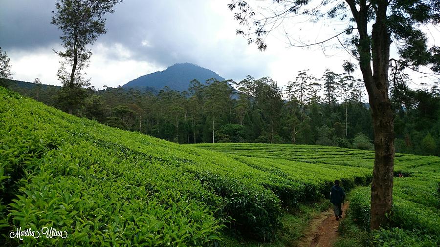 The Beautiful View at Tea Farm Photograph by Martha Ulina Sitanggang ...