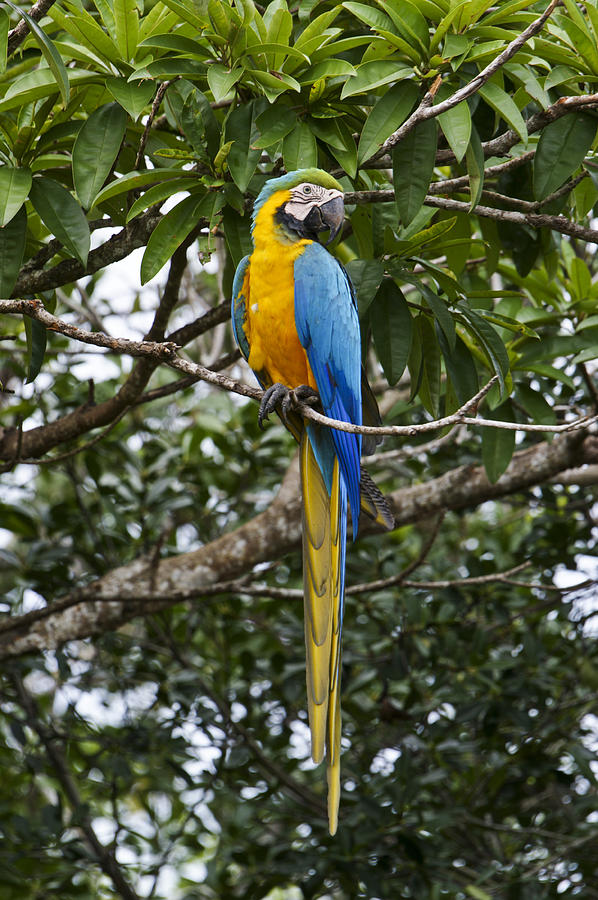 The Beautiful Wild Macaw Photograph by Brian Kamprath