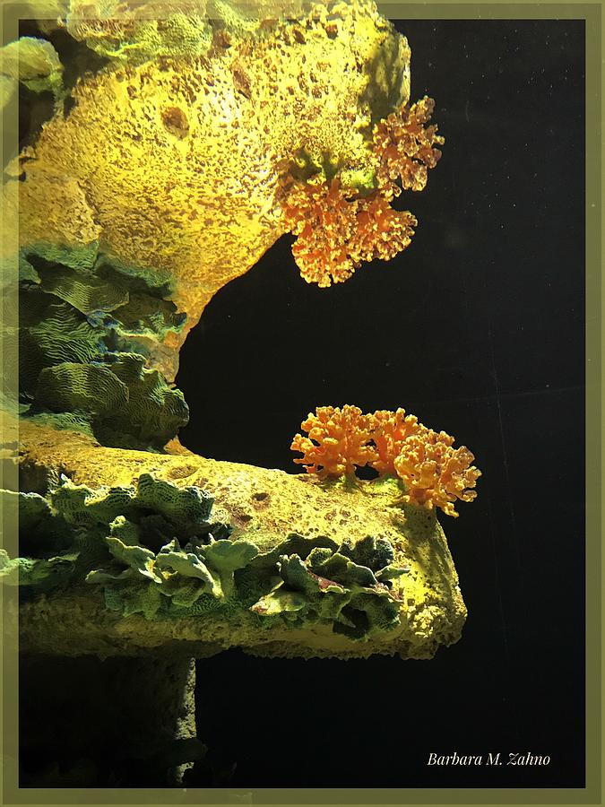 The Beautiful World of Corals Photograph by Barbara Zahno