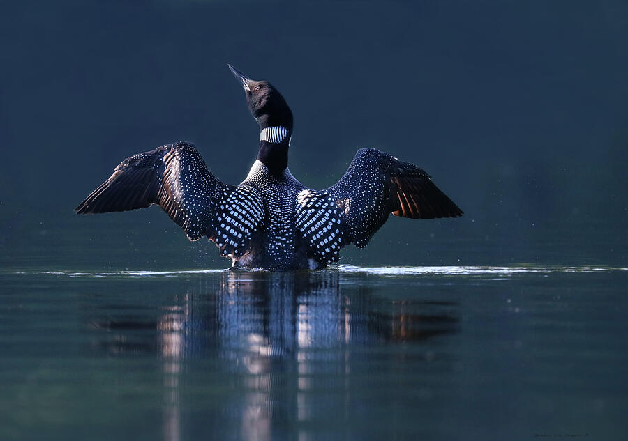 The Beauty and Strength of a Common Loon Photograph by Sandra Huston