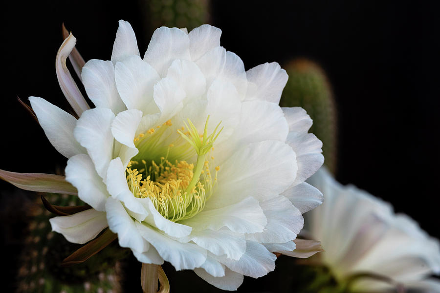 The Beauty of A Cactus Flower  Photograph by Saija Lehtonen