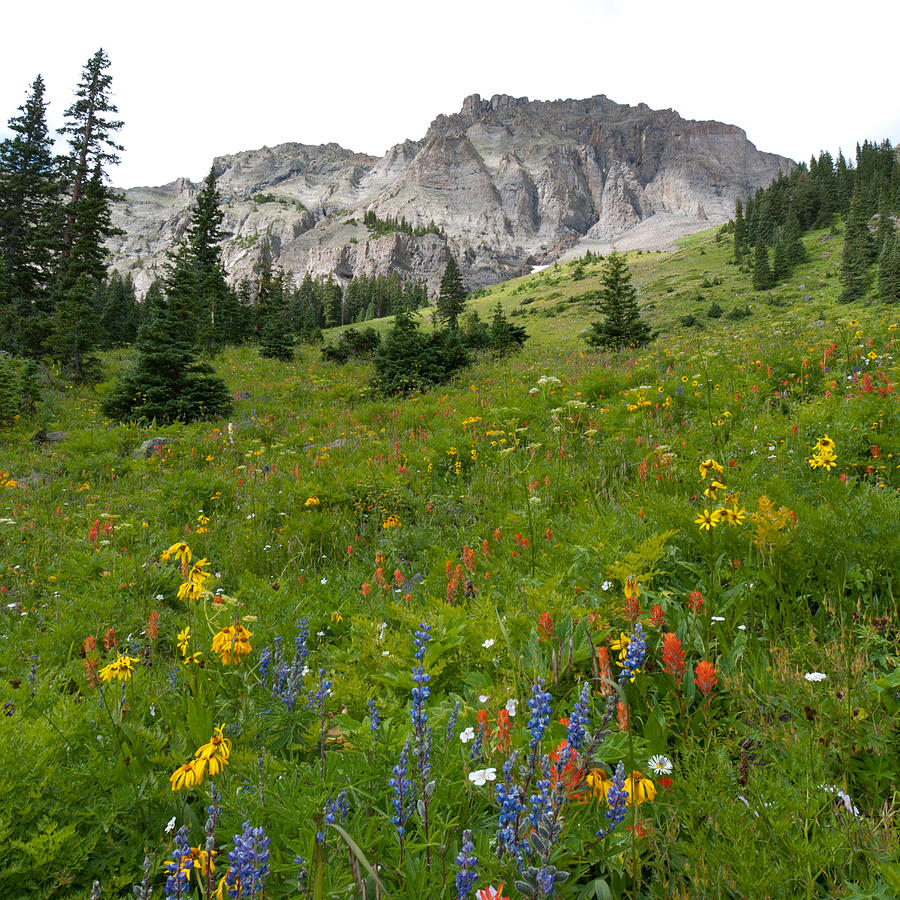 The Beauty of a Colorado Summer Photograph by Cascade Colors The Beauty of a Colorado Summer Photograph by Cascade Colors