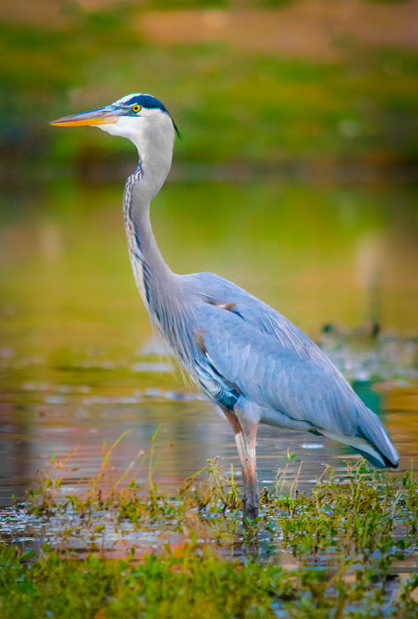 Fall Photograph - The Beauty of a Great Blue Heron by Parker Cunningham