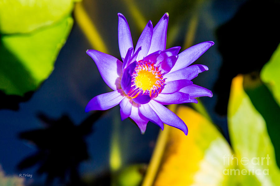 The Beauty of a Lily Pad Flower Photograph by Rene Triay FineArt Photos
