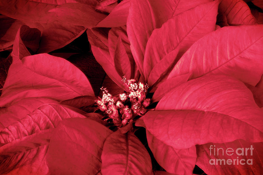 The Beauty of a Poinsettia Flower Photograph by Sherry Hallemeier