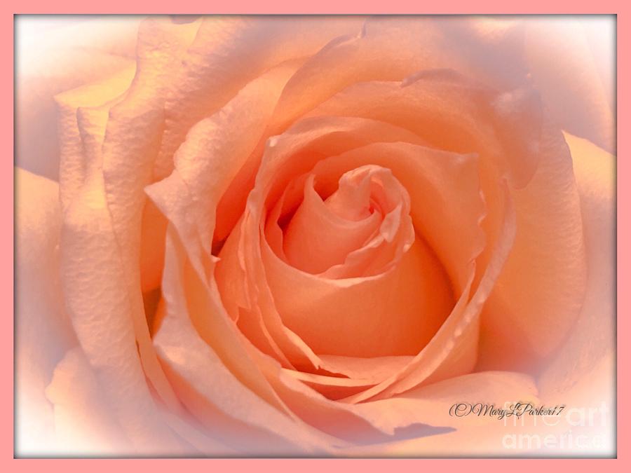  The  Beauty Of A Rose  copyright Mary Lee Parker 17,  Photograph by MaryLee Parker