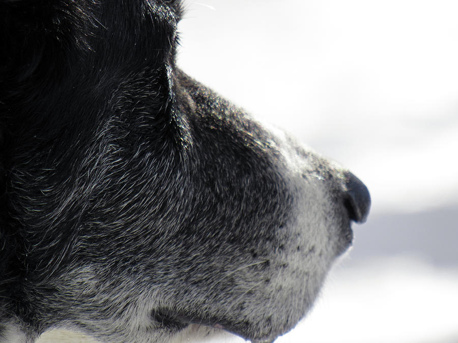 Dog Photograph - The beauty of a senior dog by Inge Van Balkom