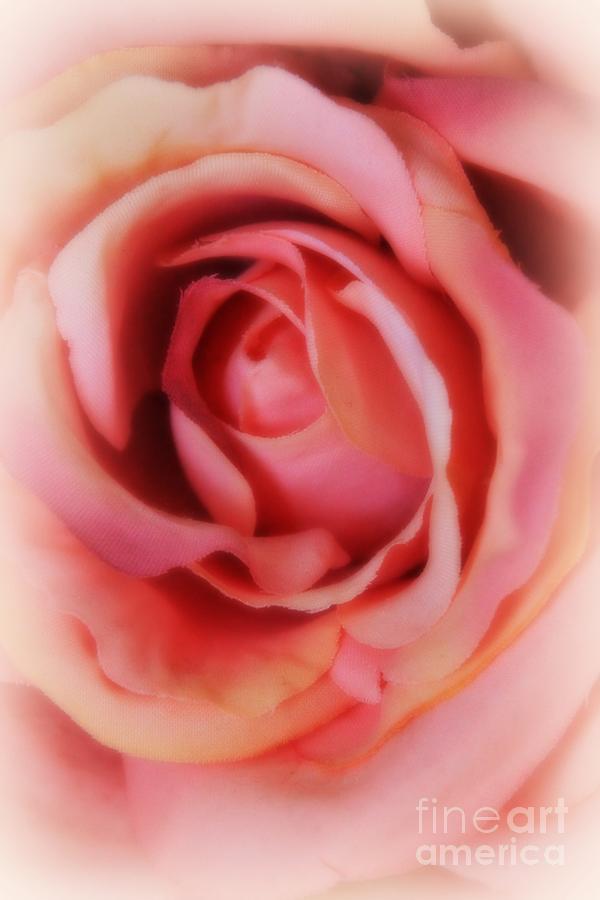 The beauty of a silk rose Photograph by Jennifer E Doll