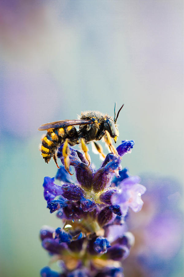The Beauty Of A Wasp Photograph