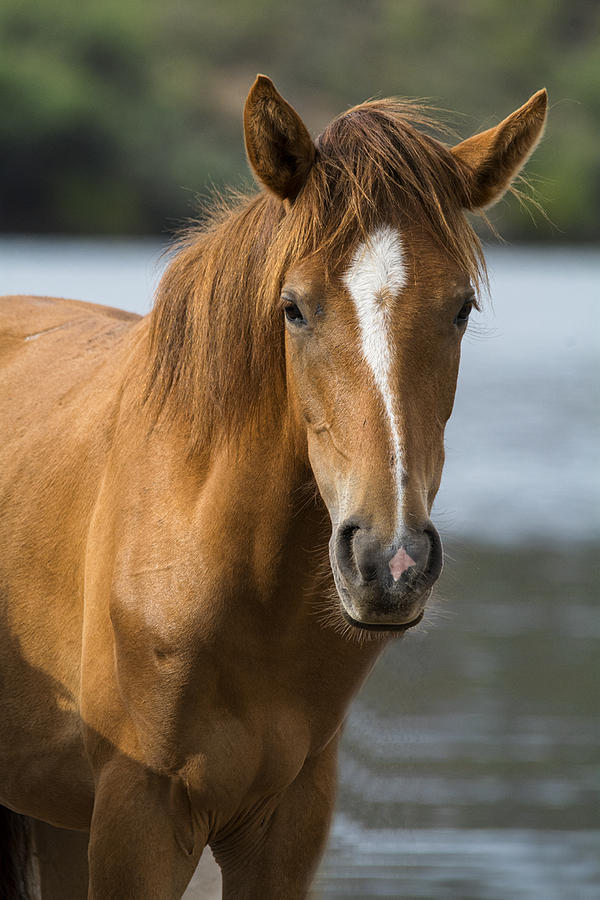 Horse Photograph - The Beauty of a Wild Horse  by Saija Lehtonen