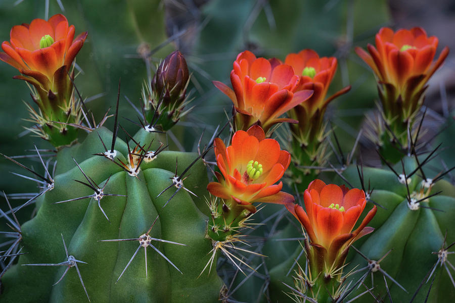The Beauty of an Arizona Spring Day  Photograph by Saija Lehtonen