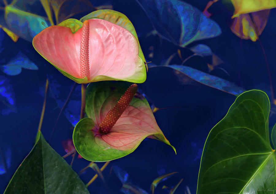 The Beauty of Anthurium Photograph by John Rivera