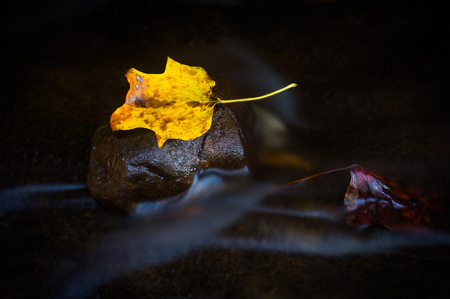 The Beauty of Autumn Photograph by Parker Cunningham