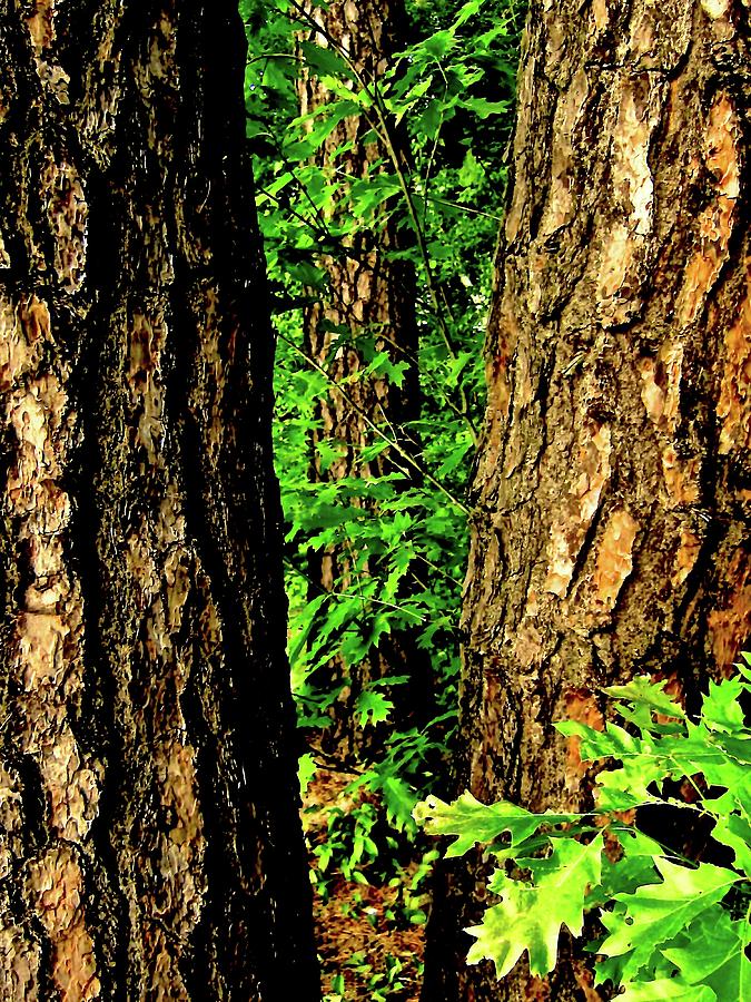 the-beauty-of-bark-two-photograph-by-elizabeth-tillar-fine-art-america