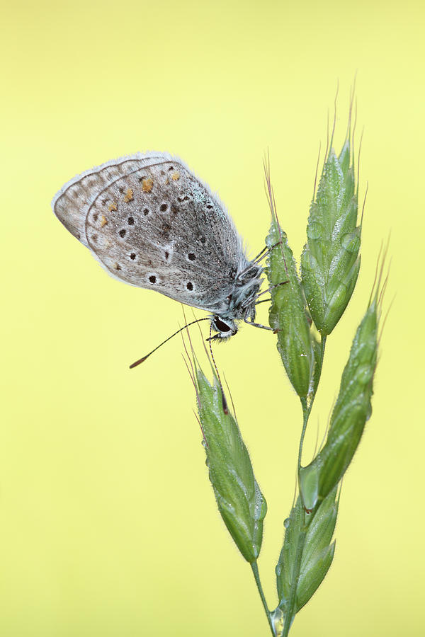 The beauty of butterflies Photograph by Natura Argazkitan
