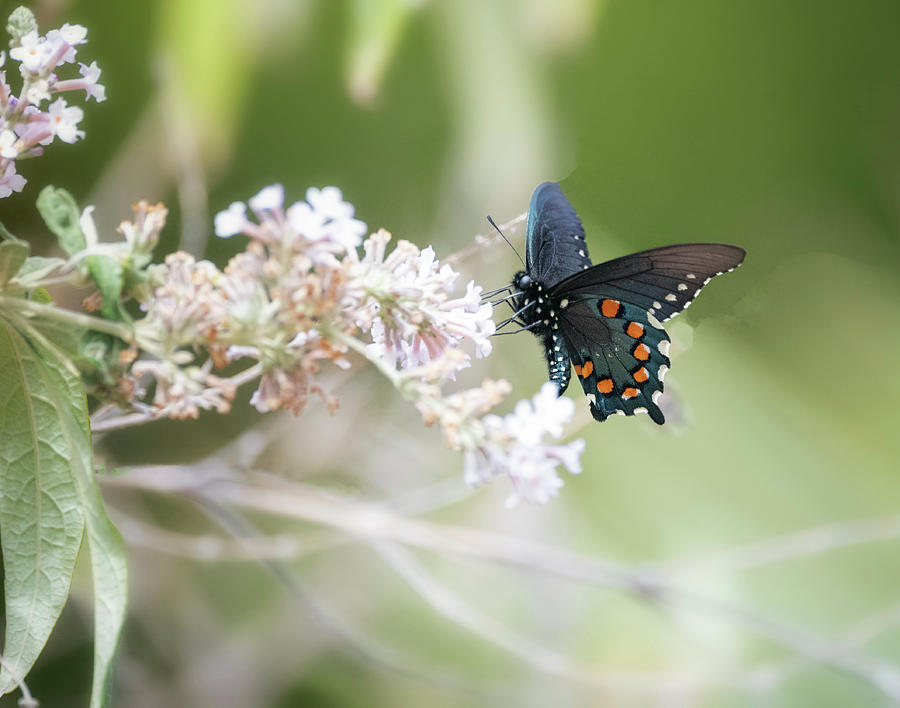 The Beauty Of Butterflies  Photograph by Saija Lehtonen