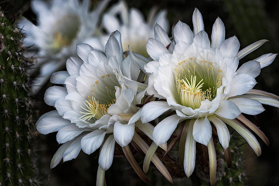 The Beauty of Cactus Flowers  Photograph by Saija Lehtonen