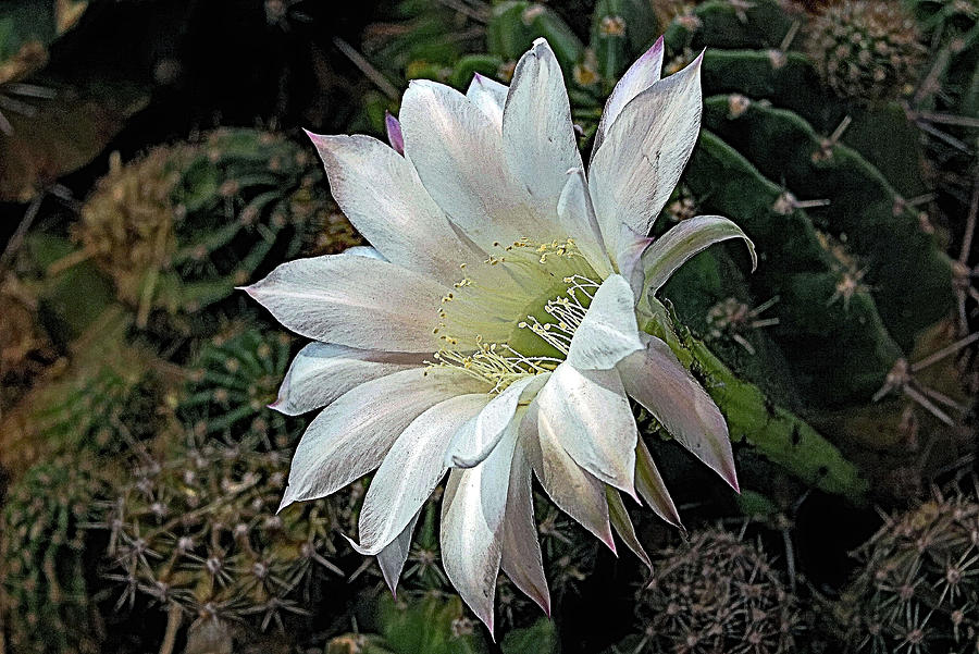 White Photograph - The Beauty of Cactus by Hazel Vaughn