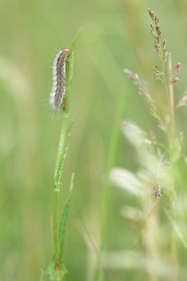 The beauty of caterpillars Photograph by Natura Argazkitan
