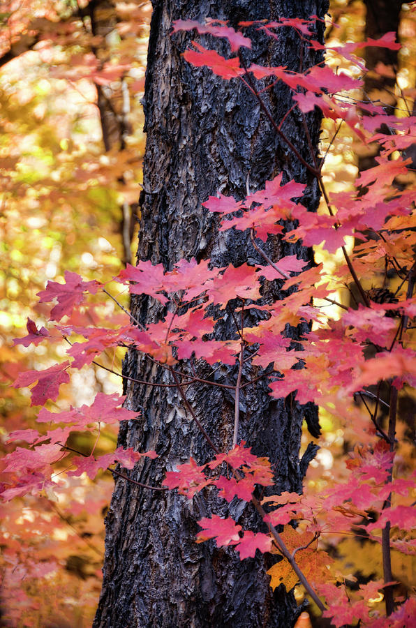 The Beauty of Fall Colors  Photograph by Saija Lehtonen