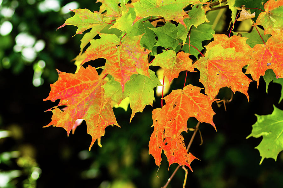 Maple leaves Photograph by Olga Olay | Fine Art America